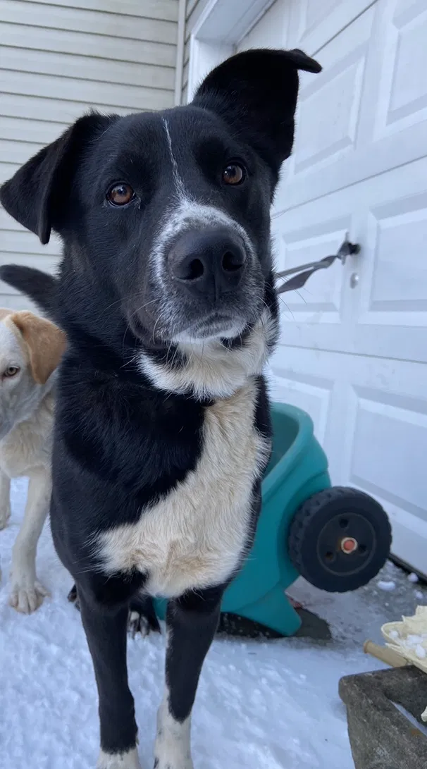 Lost dog in Gastonia, NC, 28054