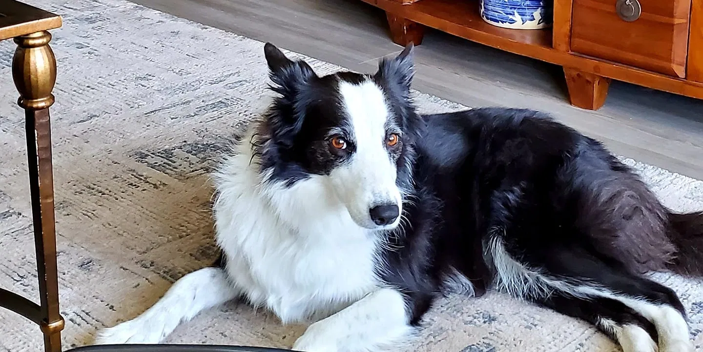 Lost dog in Jacksonville, FL, 32226
