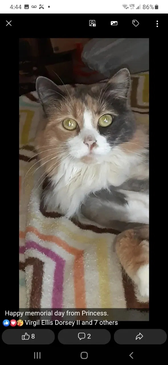Lost cat in Tucson, AZ, 85735