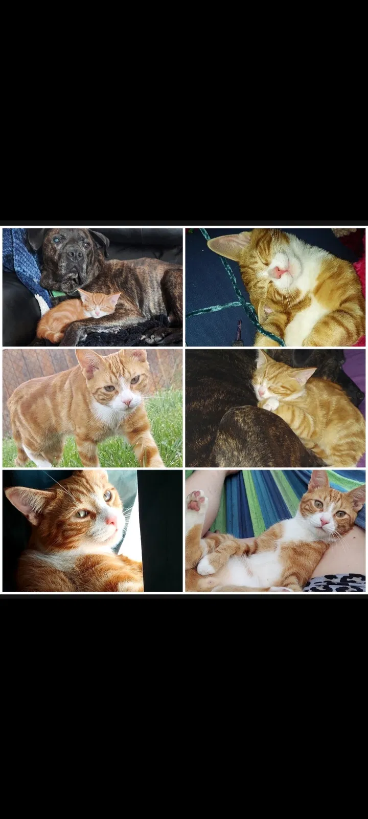 Lost cat in Warren, MI, 48091