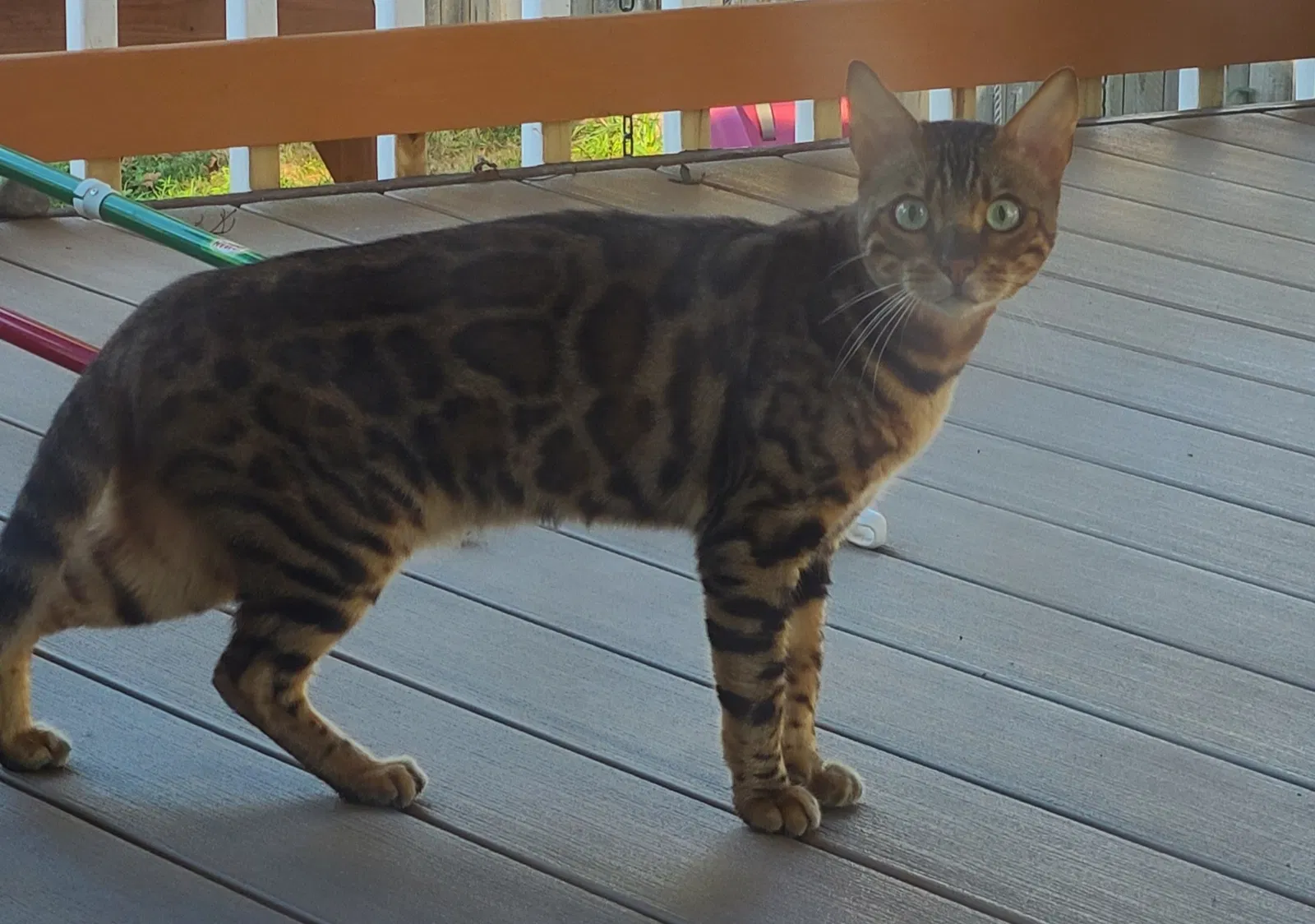 Found cat in Fairless Hills, PA, 19030