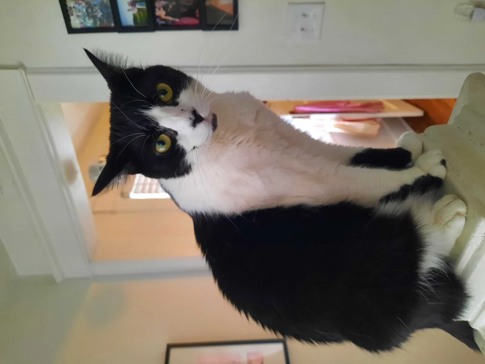 Lost cat in Indianapolis, IN, 46205