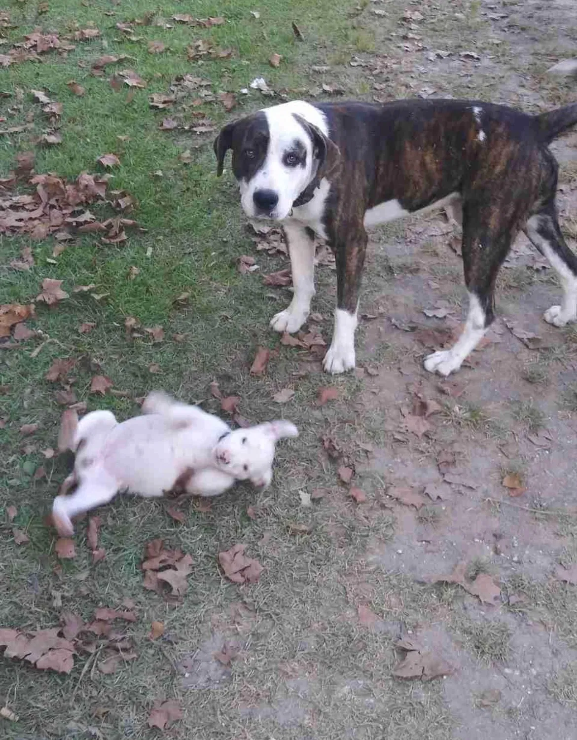 Lost dog in Hanceville, AL, 35077