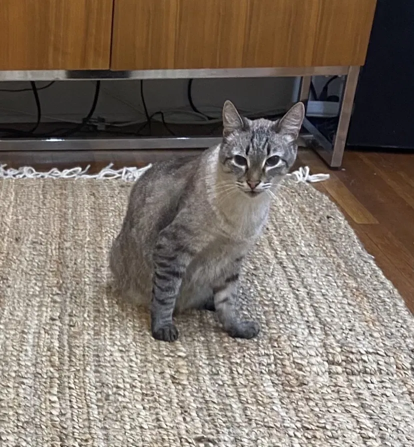Lost cat in Los Angeles, CA, 90029