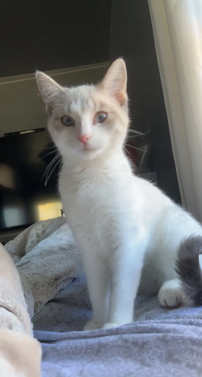 Lost cat in Stratford, WI, 54484