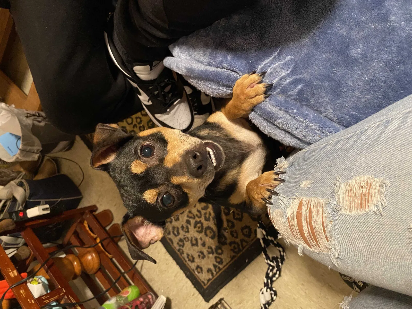 Lost dog in San Antonio, TX, 78237