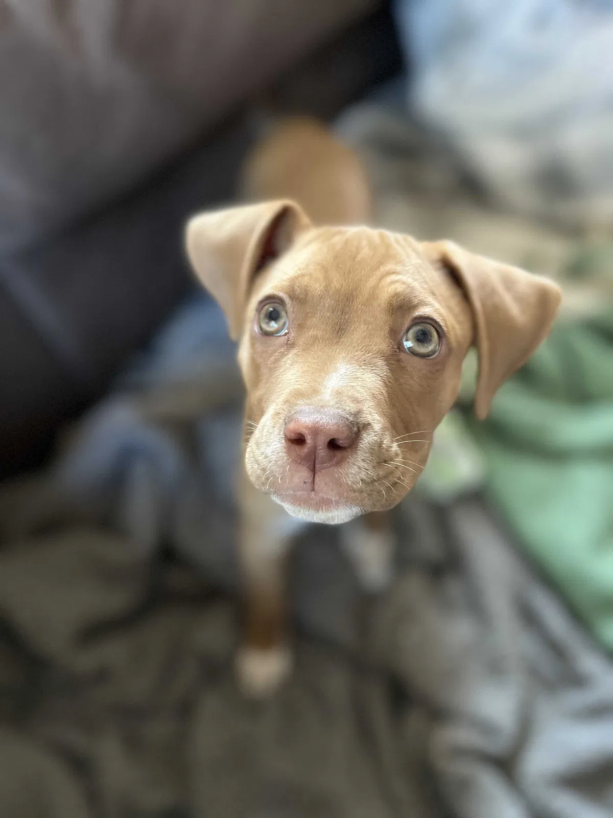 Lost dog in Colorado Springs, CO, 80909