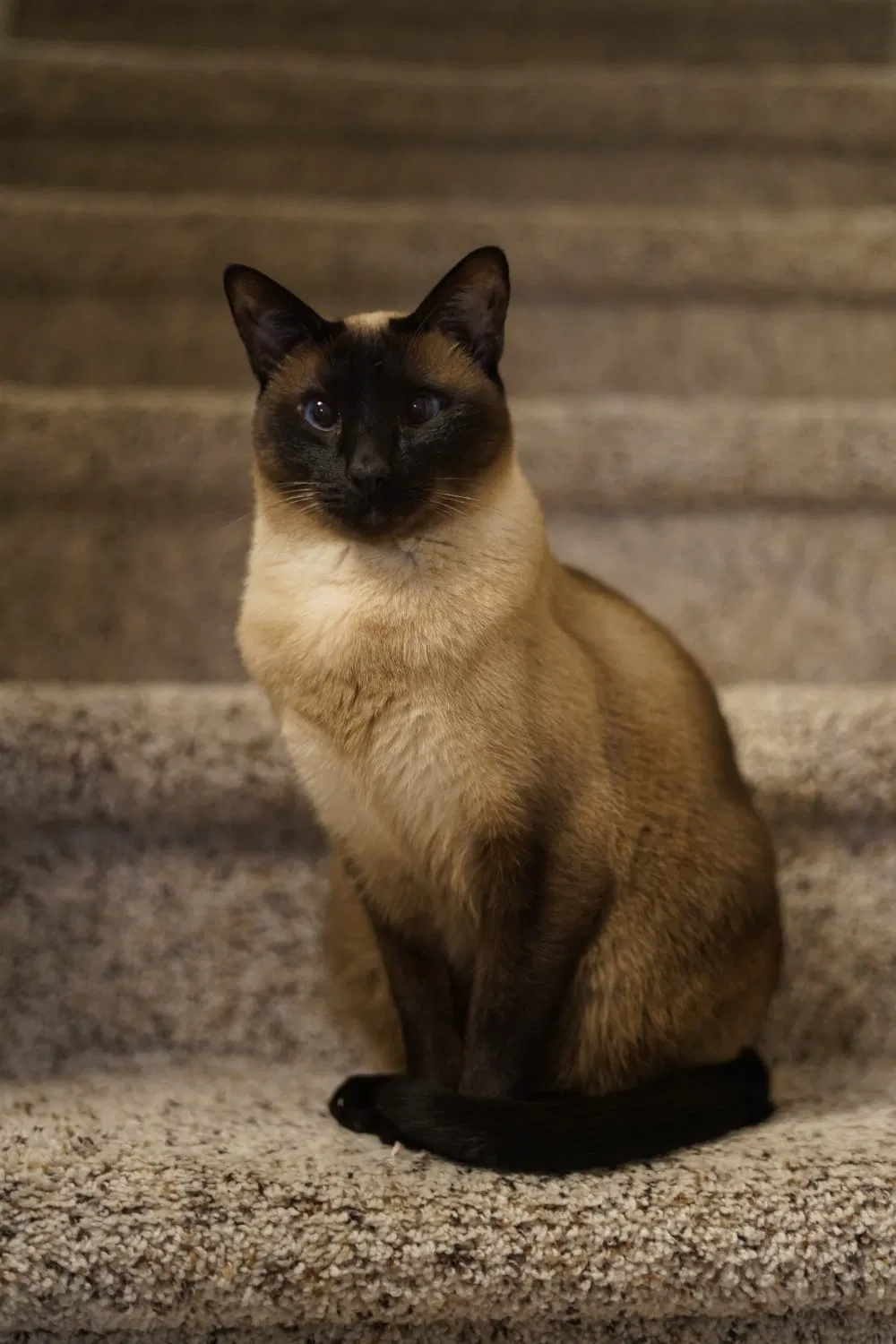 Missing Cat