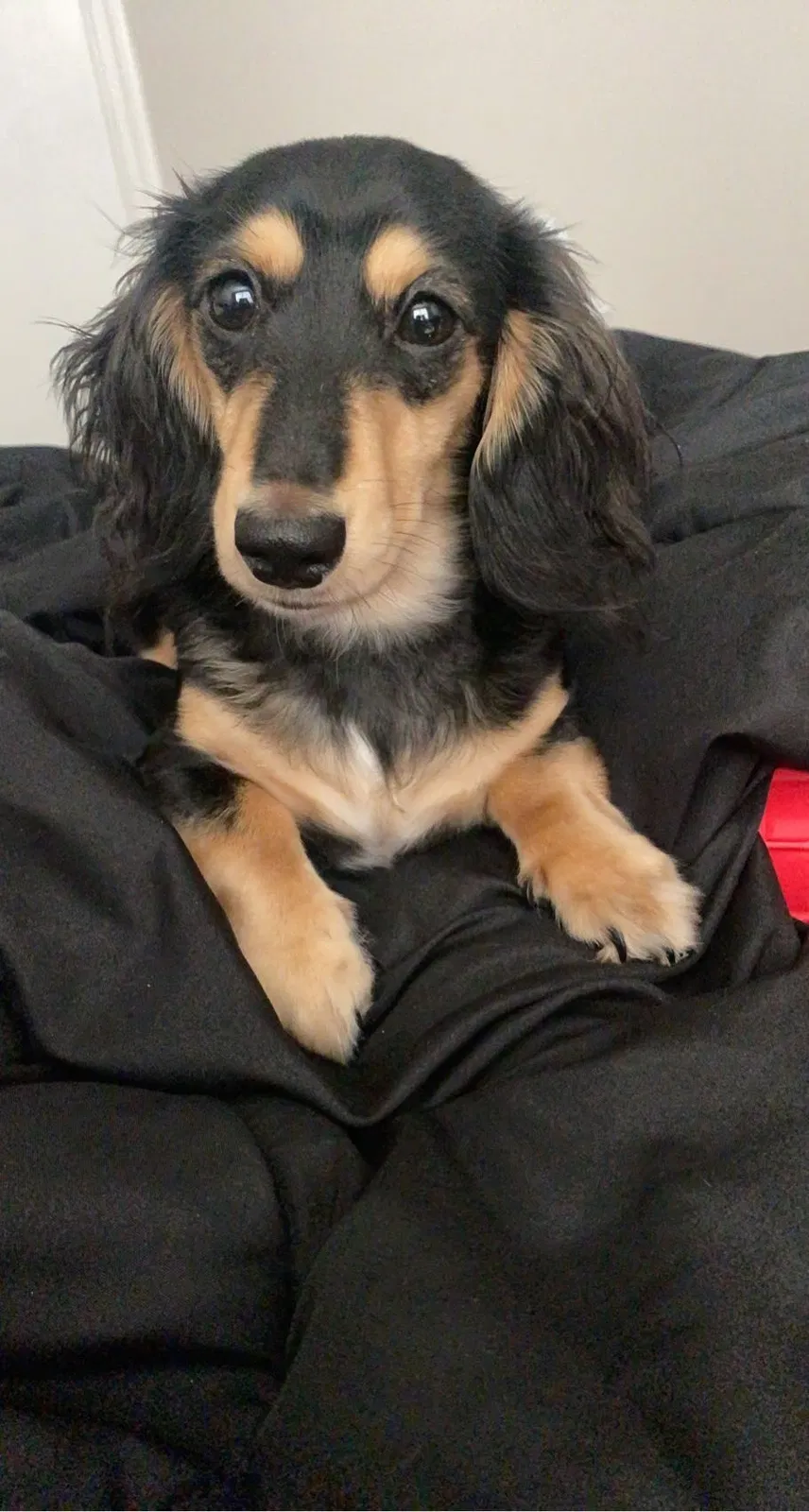 Lost dog in Austin, TX, 78702