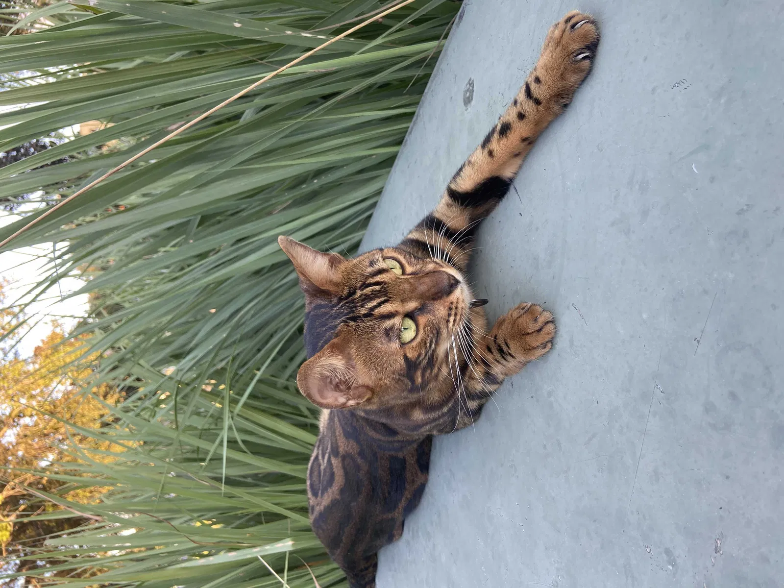 Lost cat in Saint Augustine, FL, 32092