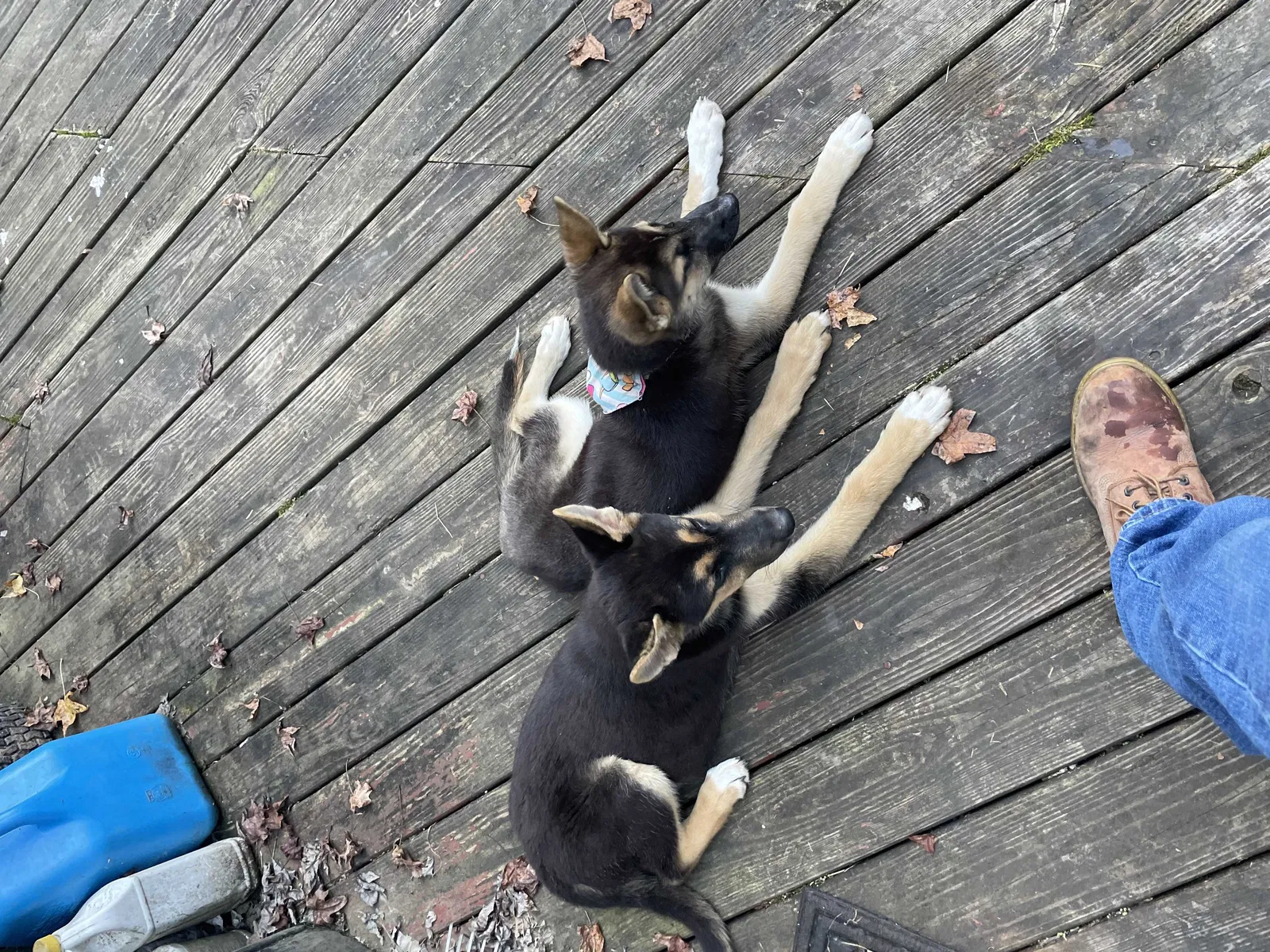 Found dog in Frametown, WV, 26623