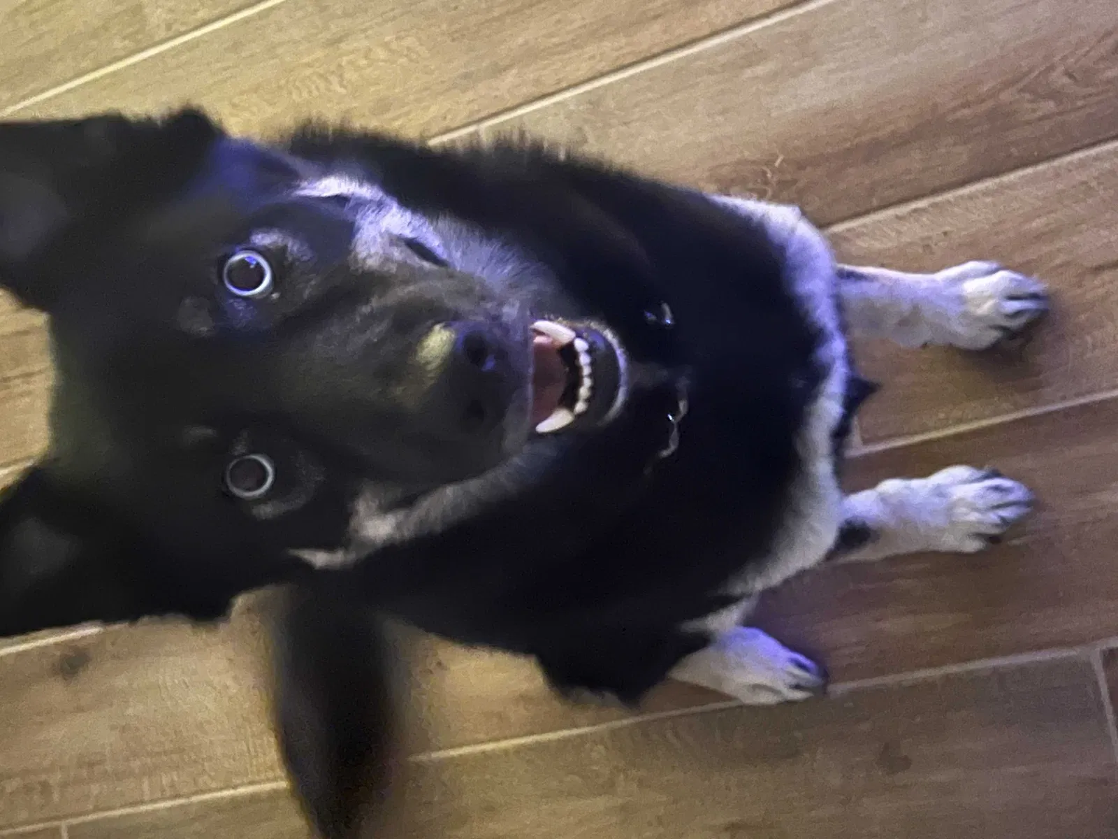 Lost dog in Las Vegas, NV, 89101