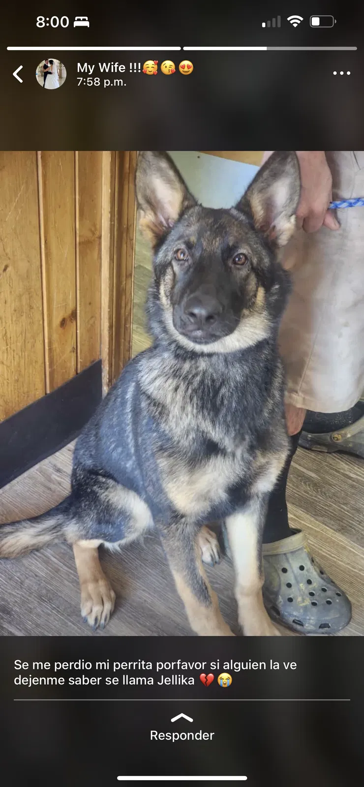 Lost dog in Gastonia, NC, 28052