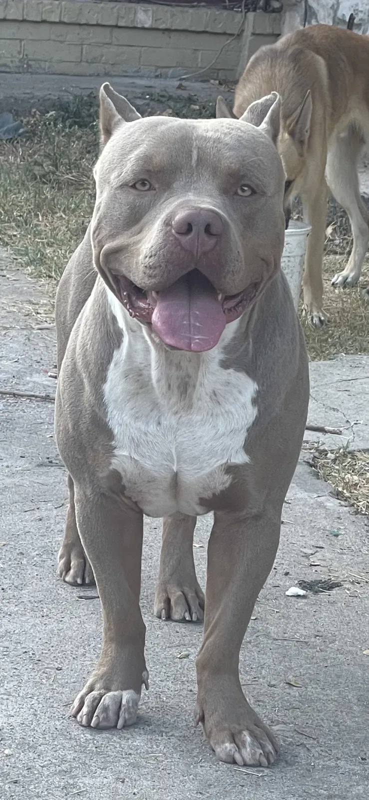 Lost dog in Austin, TX, 78721
