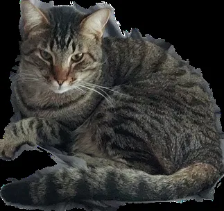 Lost cat in Colleyville, TX, 76034
