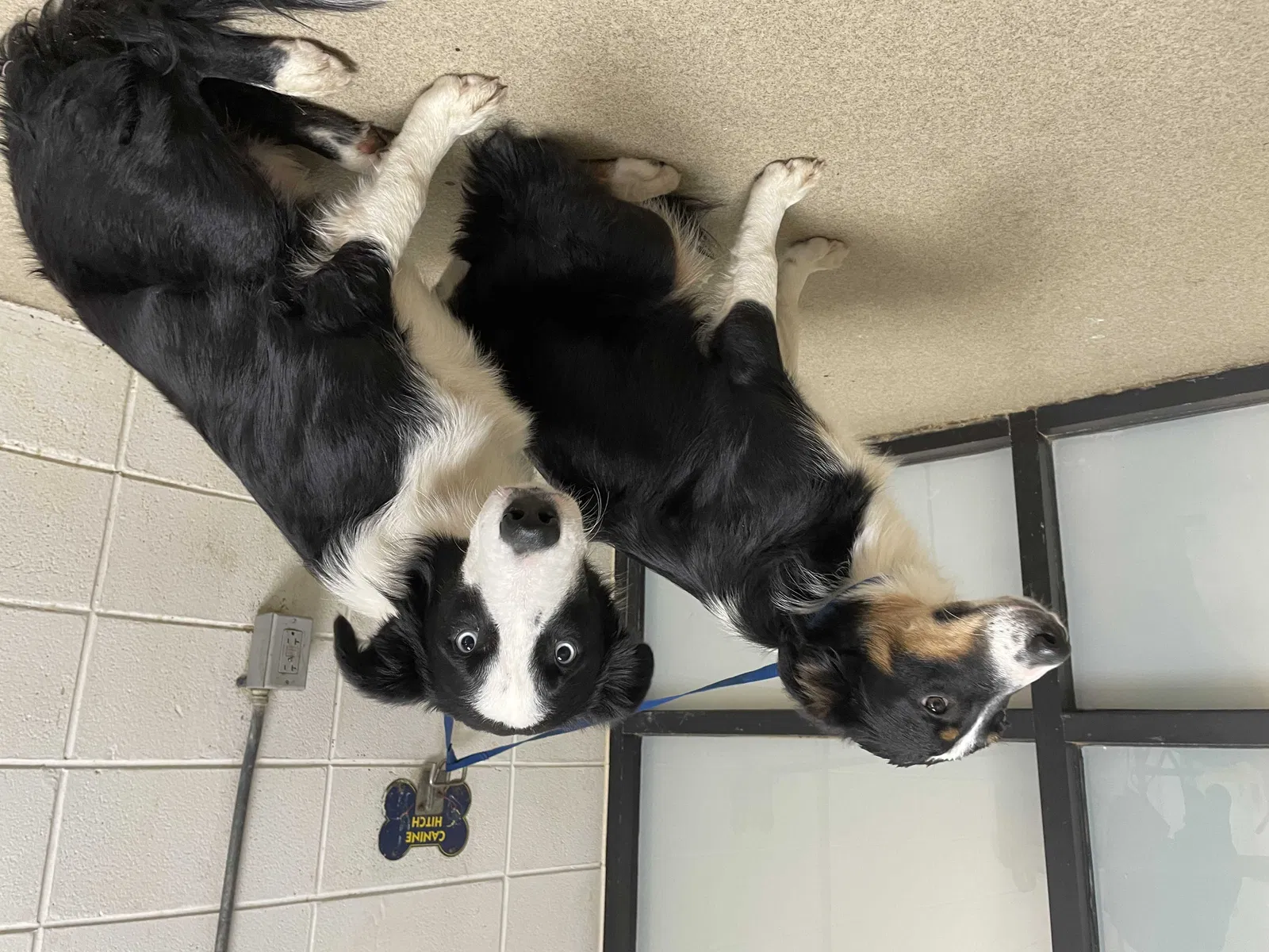 Found dog in Fort Worth, TX, 76126