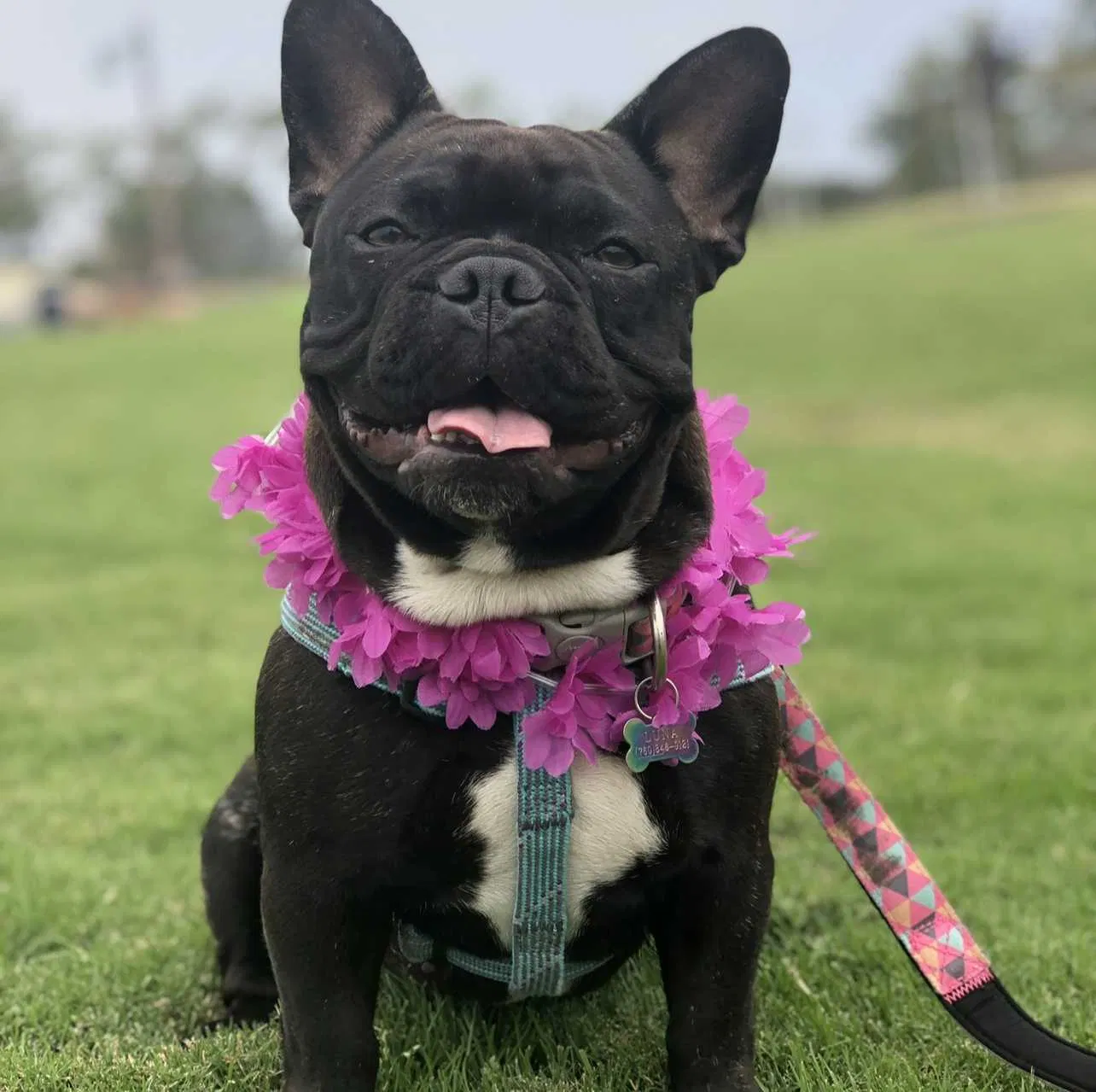 Lost dog in Encinitas, CA, 92024