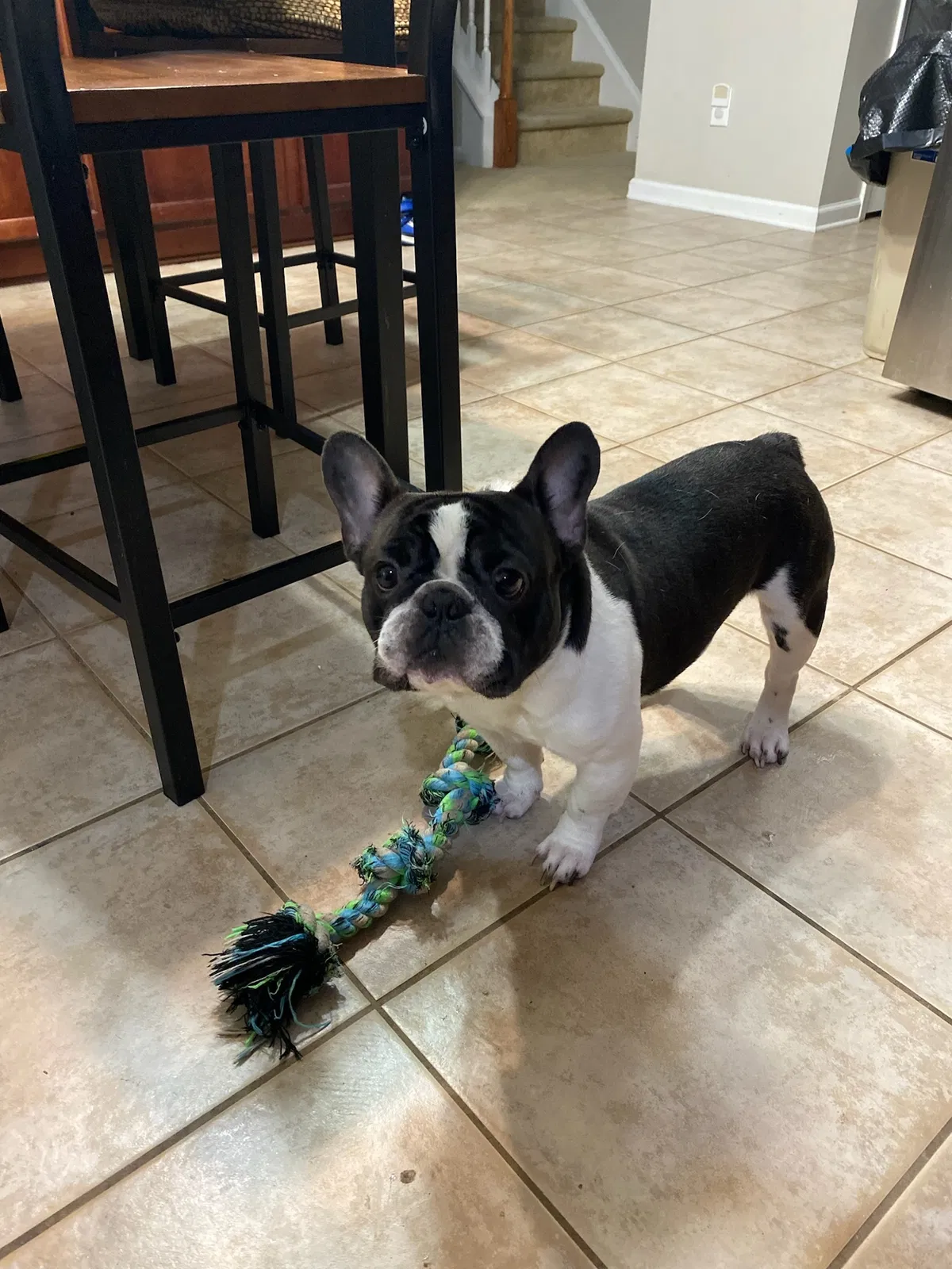 Lost dog in Charlotte, NC, 28262