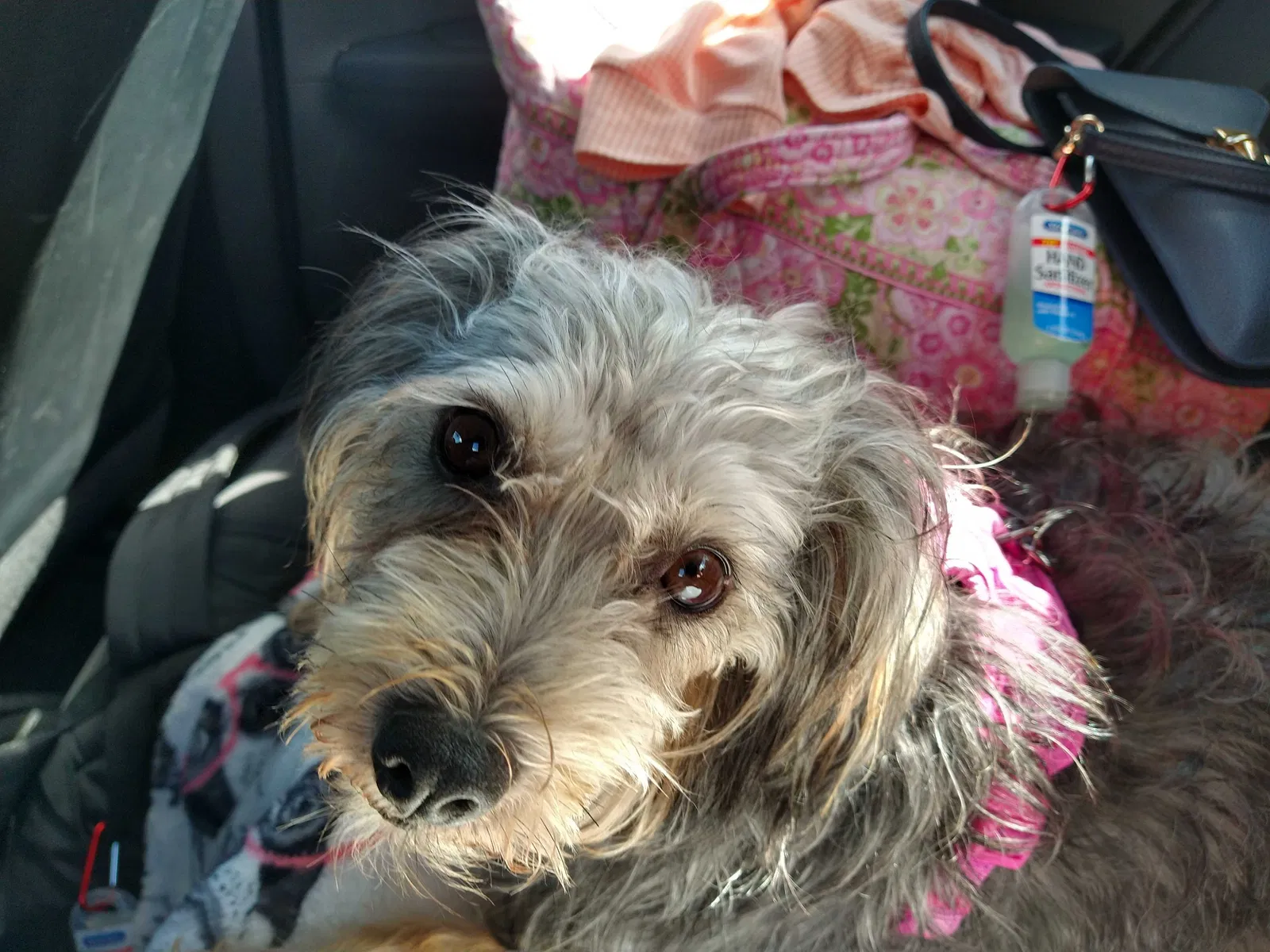 Lost dog in Pawleys Island, SC, 29585