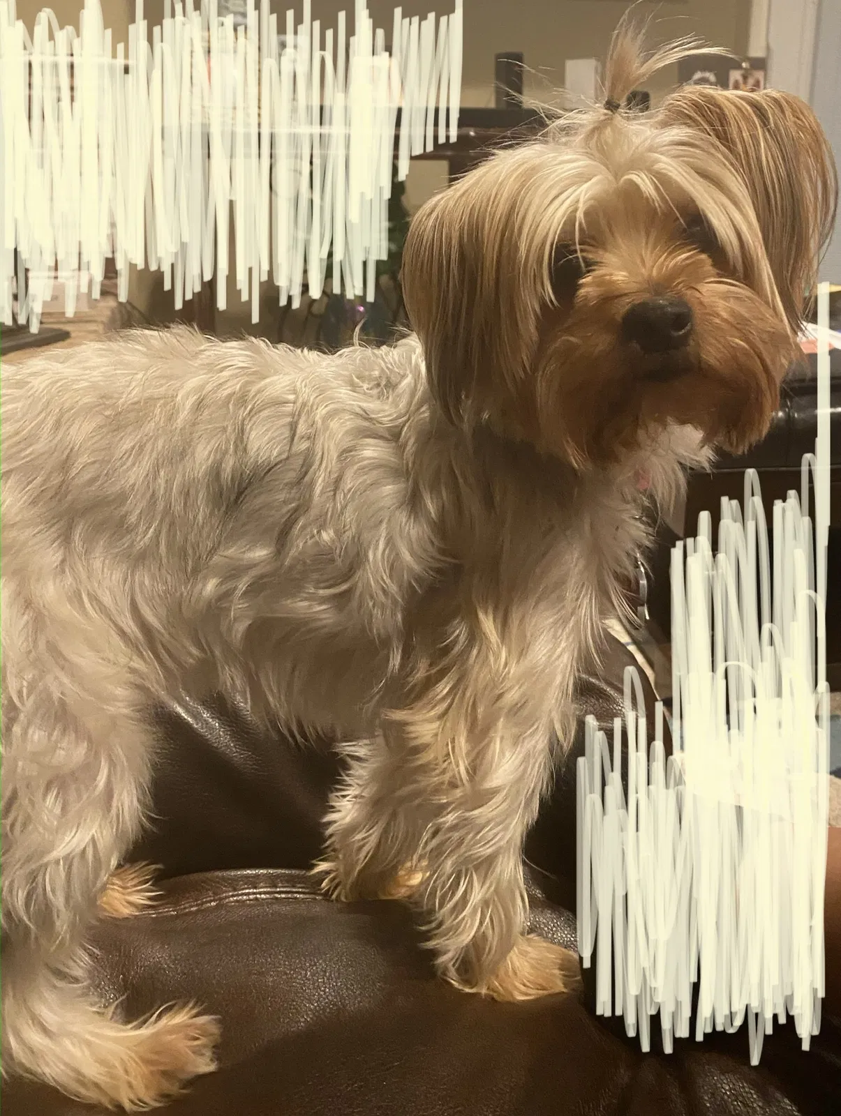 Lost dog in Baton Rouge, LA, 70815