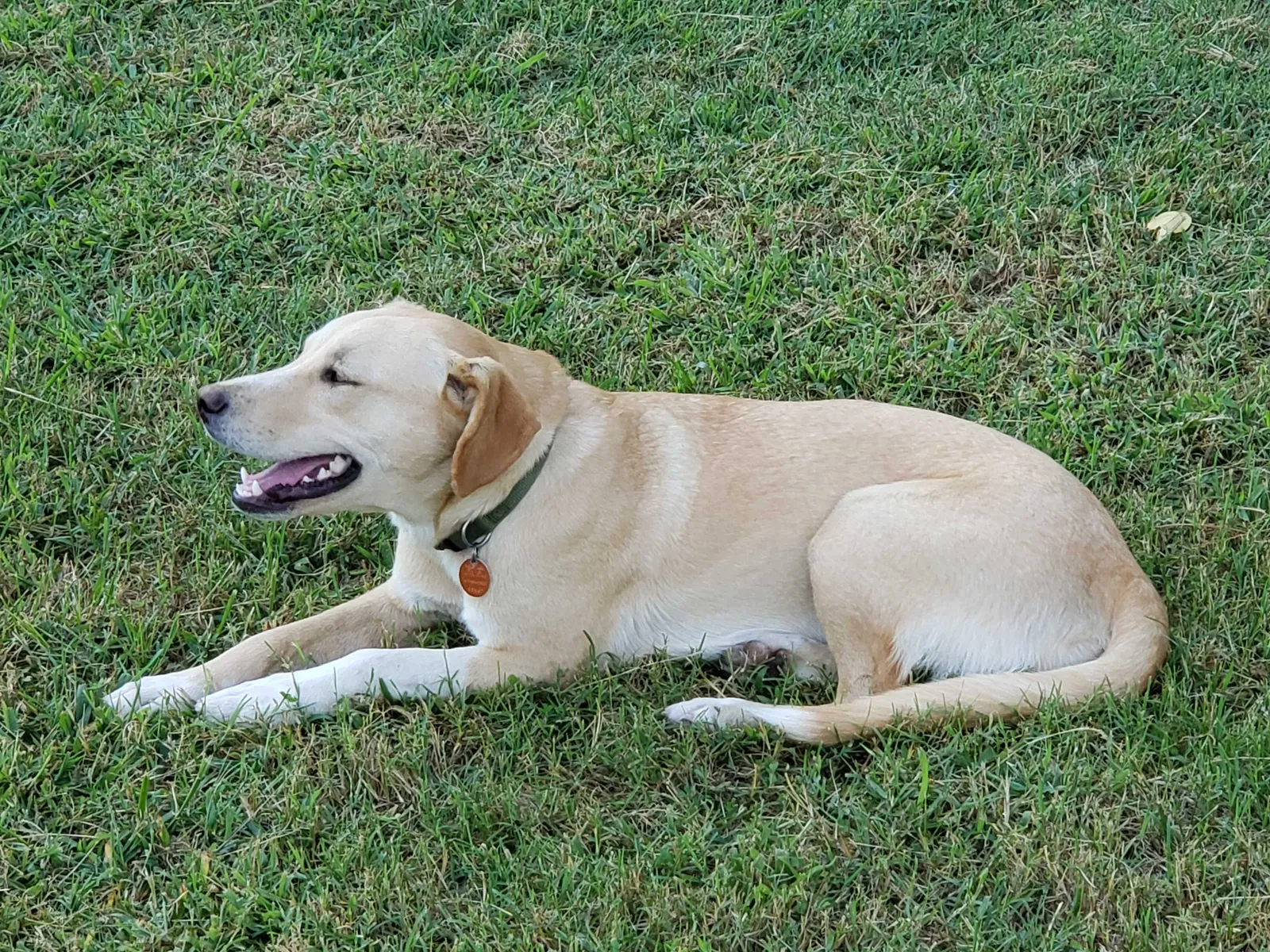 Lost dog in Van Buren, MO, 63965