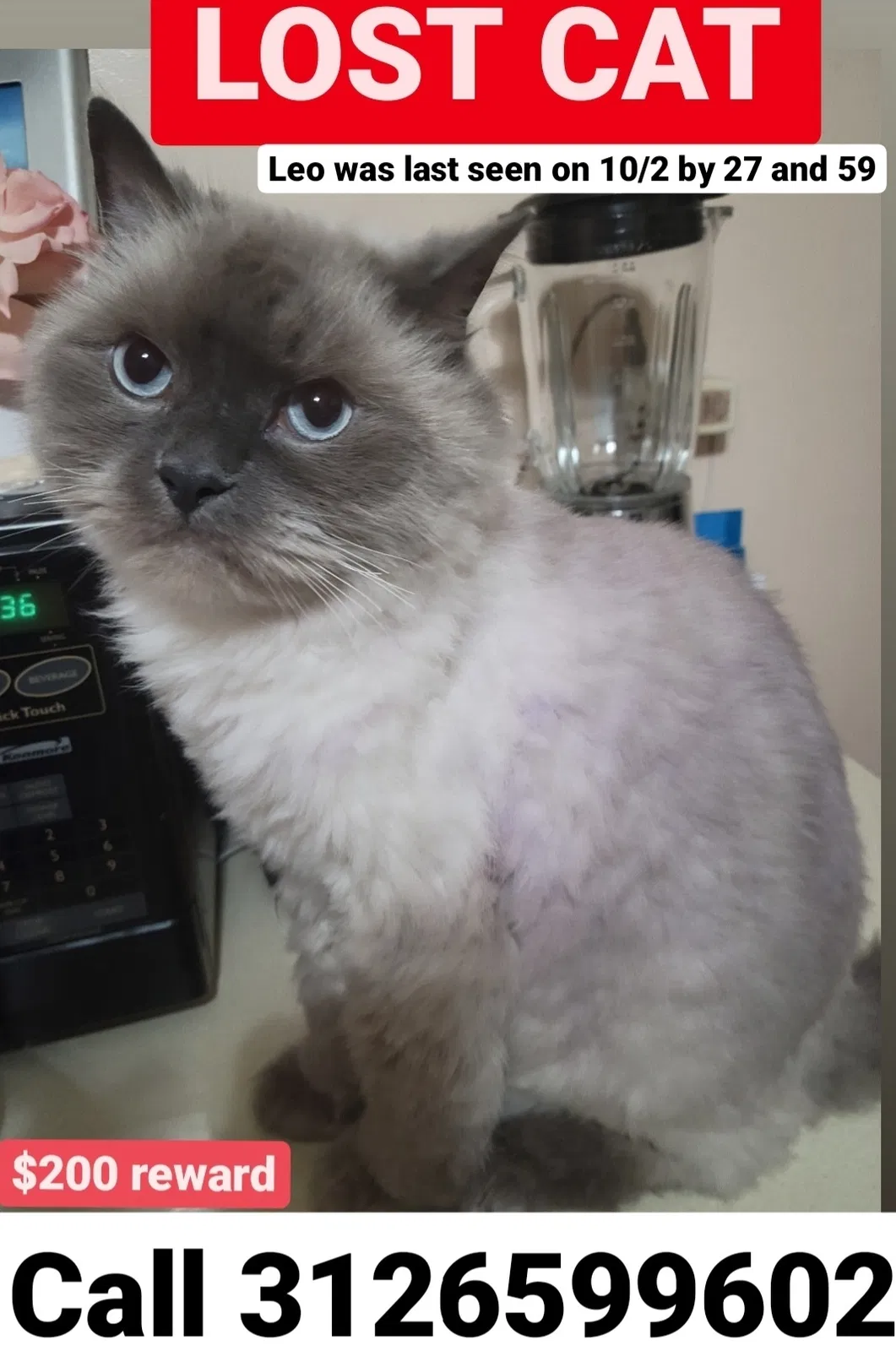 Lost cat in Cicero, IL, 60804