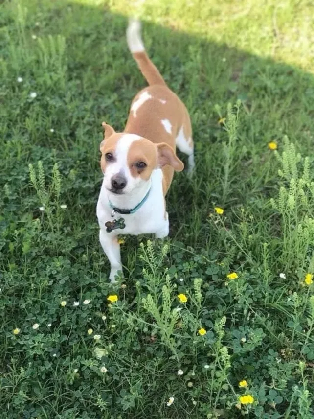 Lost dog in Hebbronville, TX, 78361