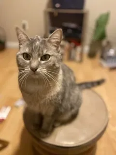 Lost cat in Knoxville, TN, 37909