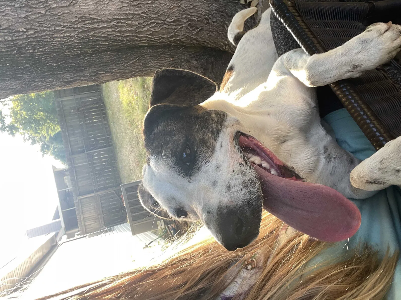 Found Dog