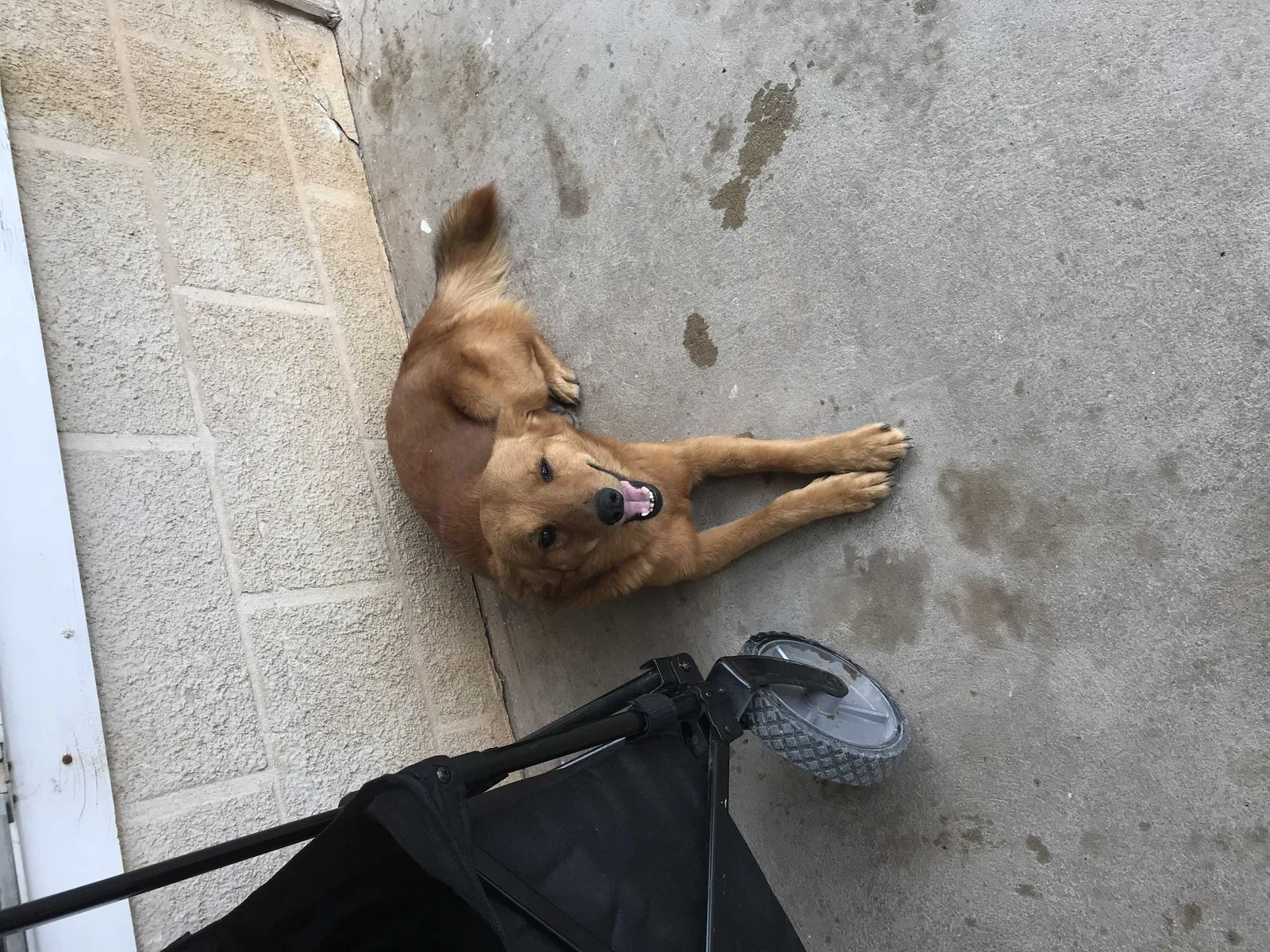 Lost dog in Hebbronville, TX, 78361
