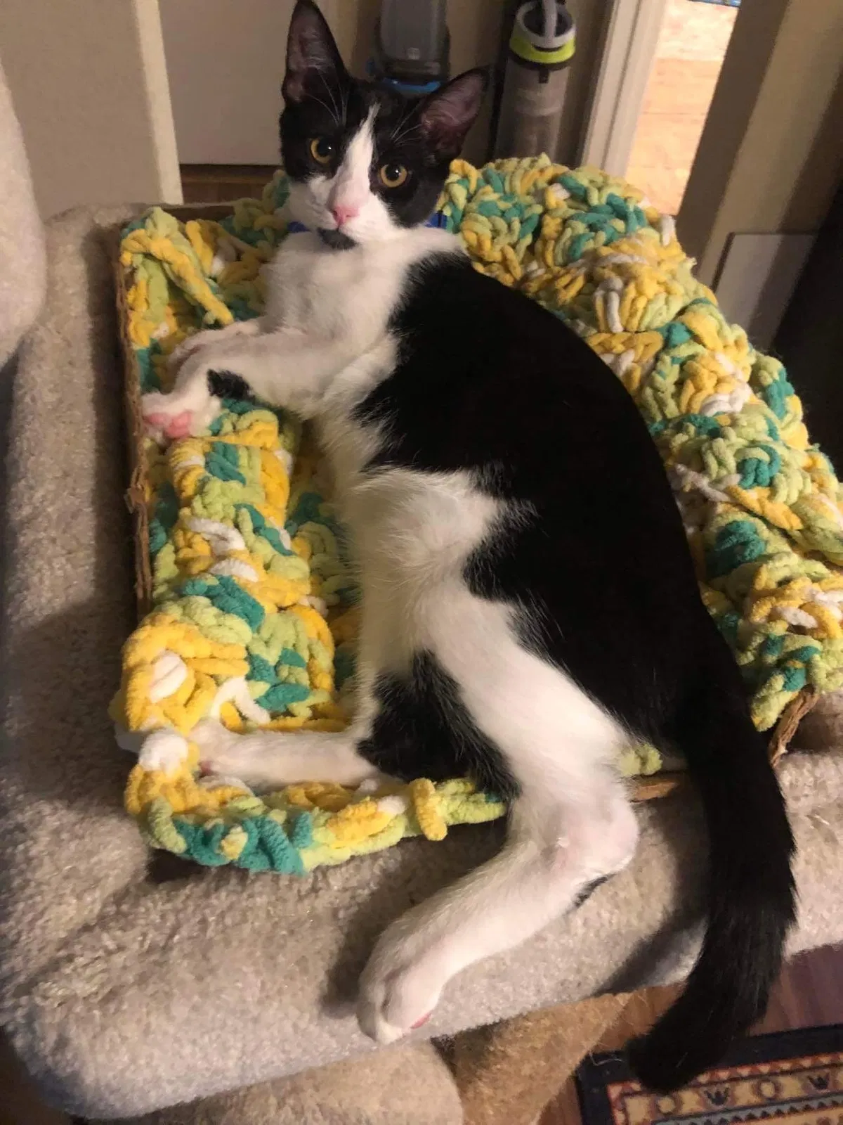 Lost cat in New Braunfels, TX, 78130