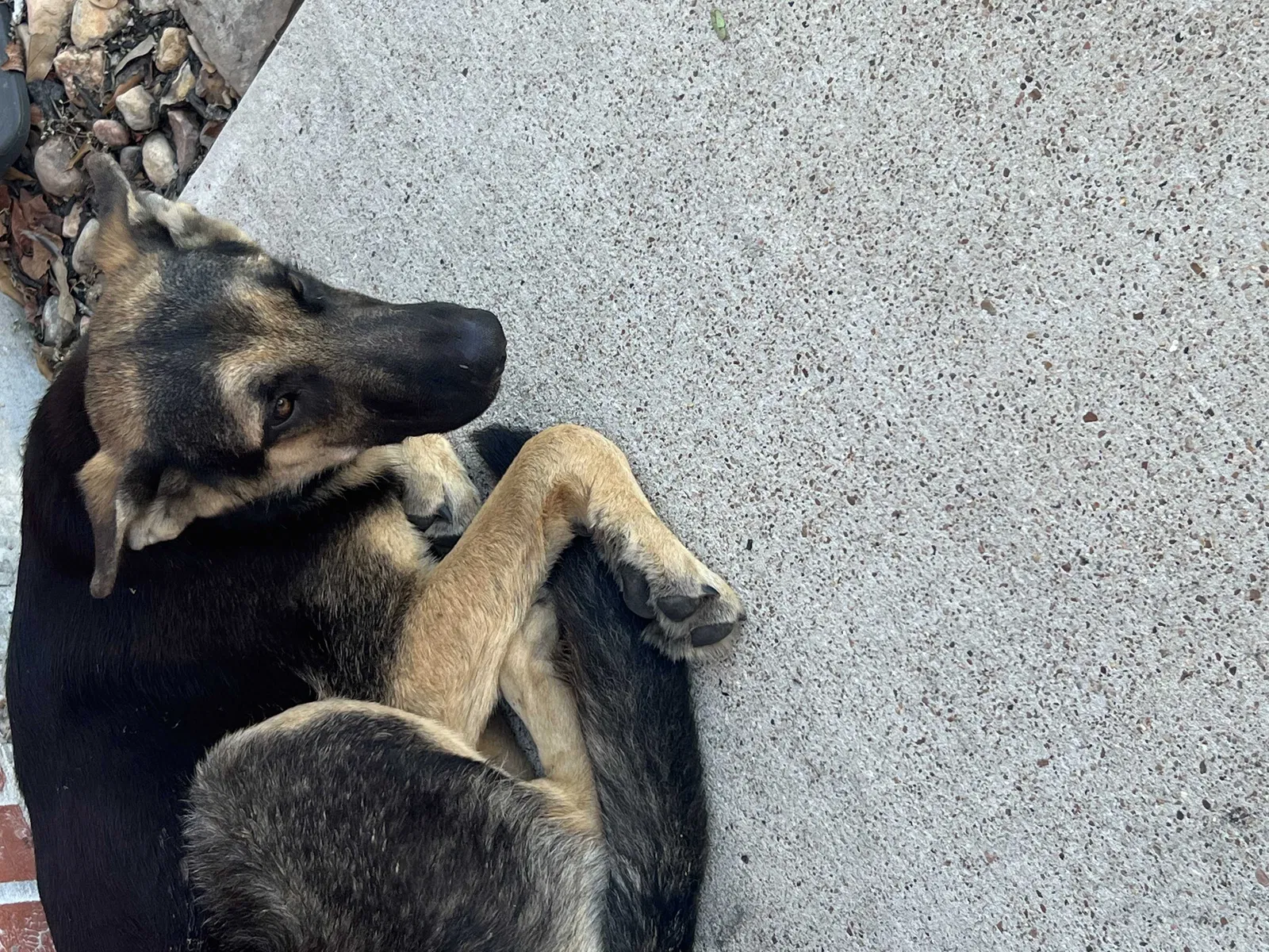 Found dog in Cypress, TX, 77429
