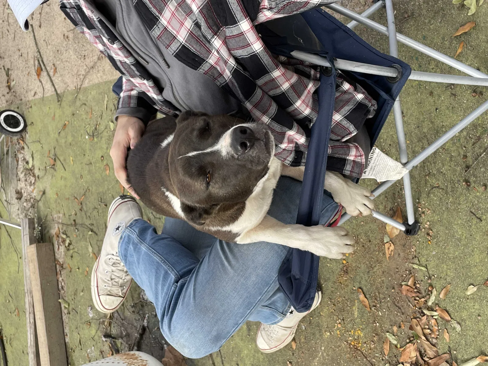 Found dog in Shelby, NC, 28150