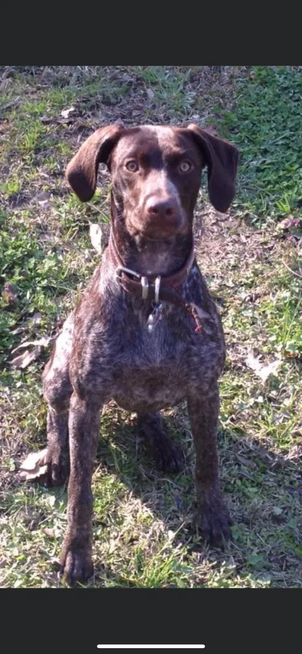 Lost dog in Terry, MS, 39170