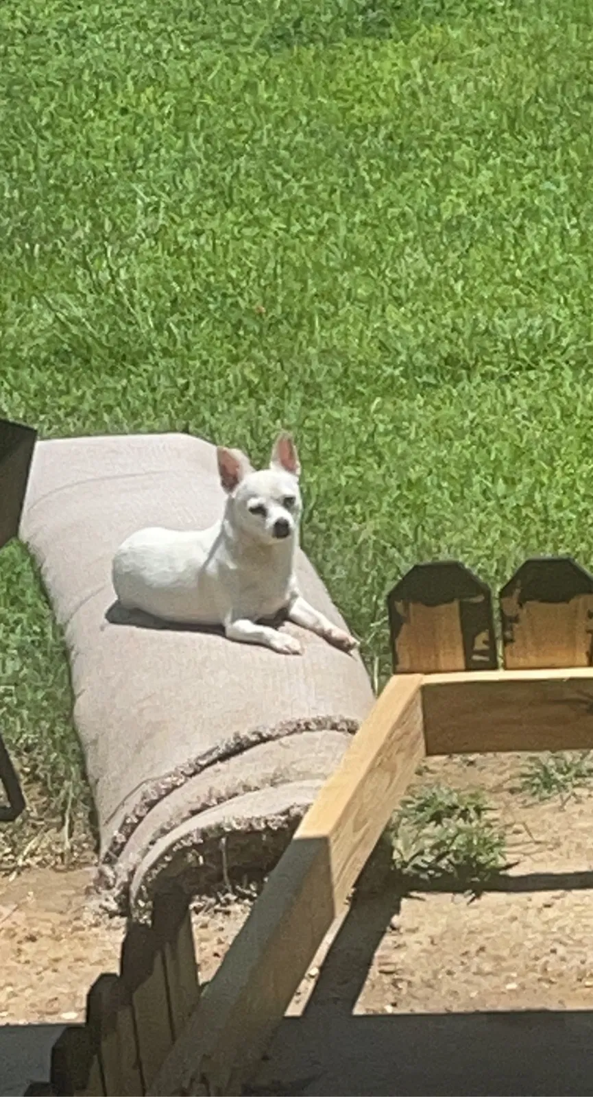 Lost dog in Fayetteville, NC, 28312