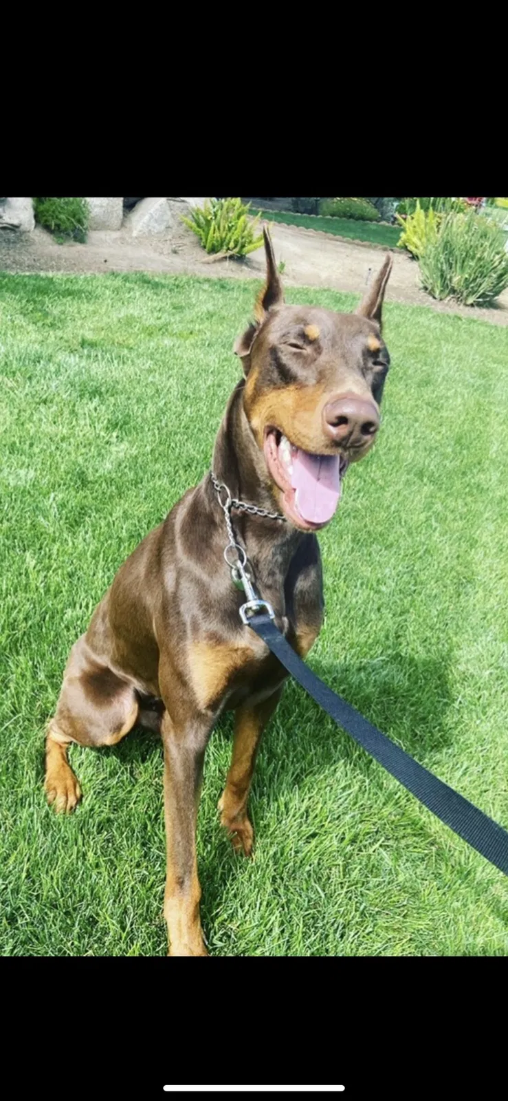 Lost dog in Fresno, CA, 93720