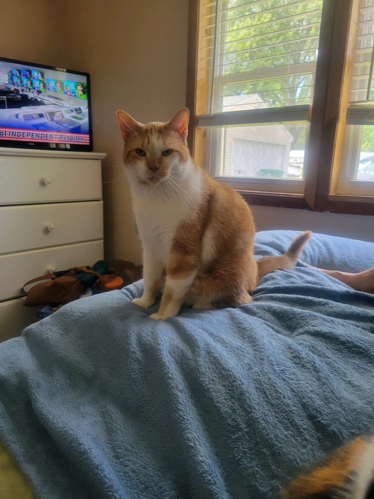 Lost cat in Des Moines, IA, 50317