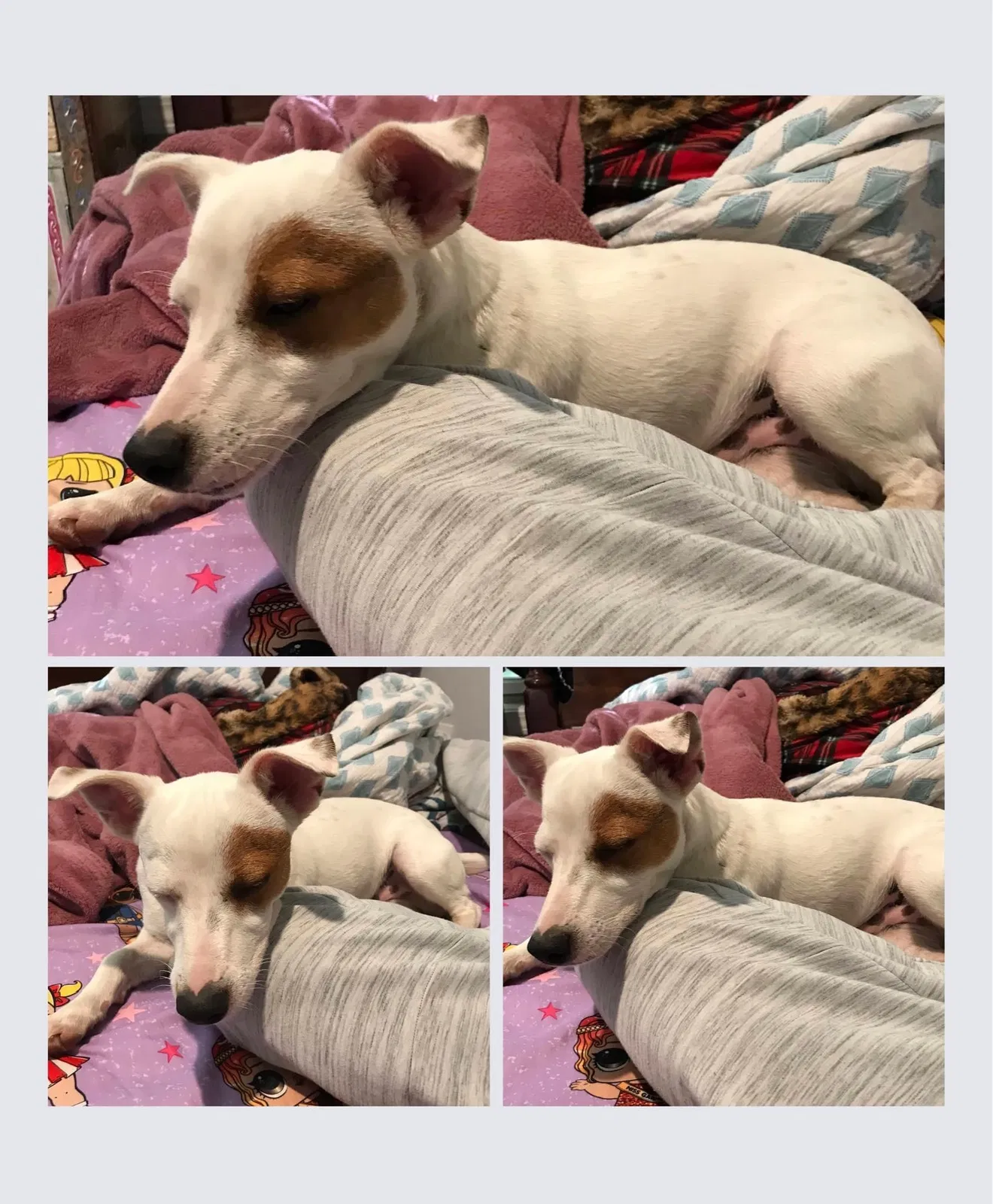 Lost dog in Richland, MS, 39218