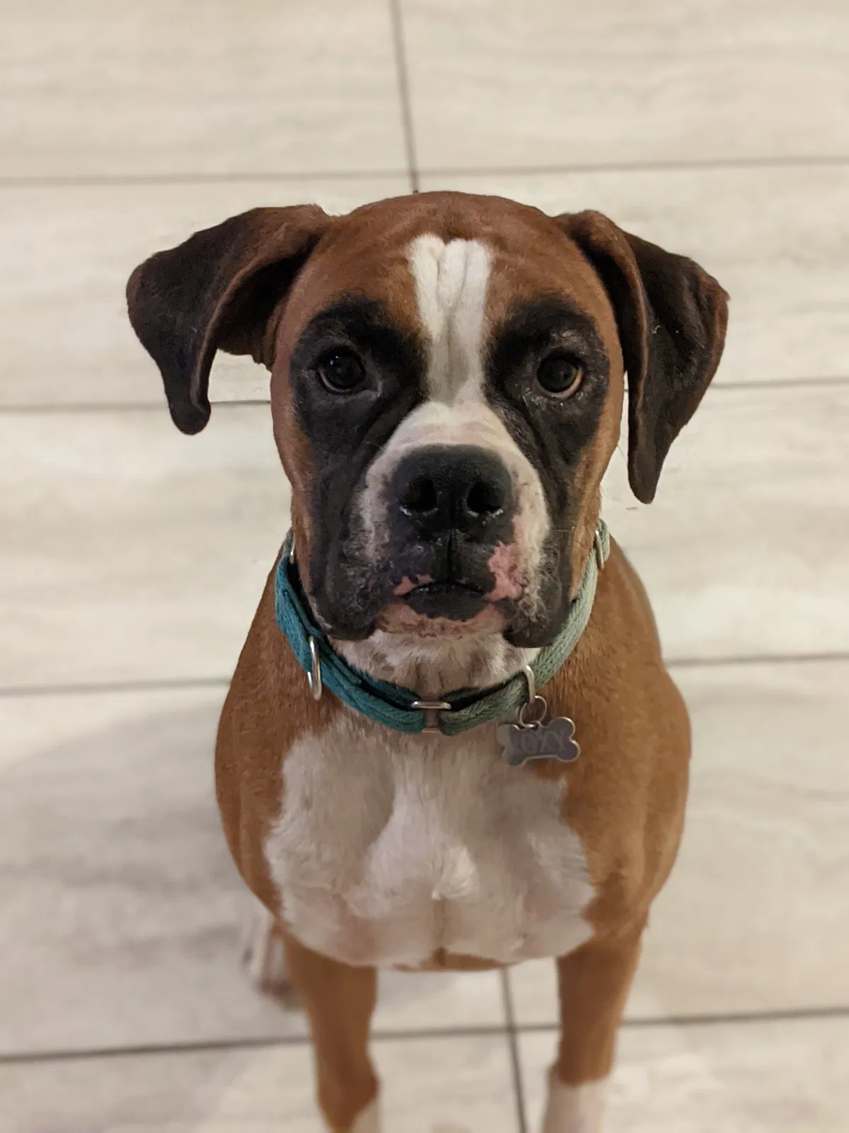 Lost dog in Hixson, TN, 37343