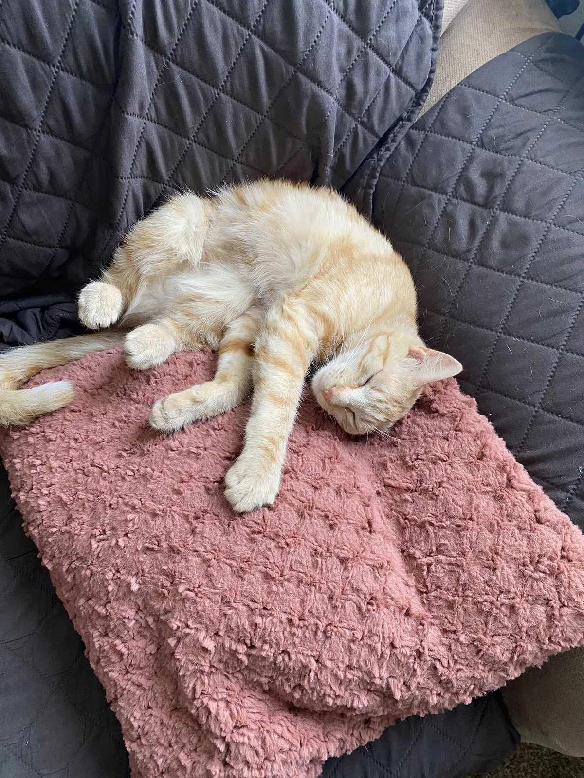 Lost cat in Sun City, CA, 92585