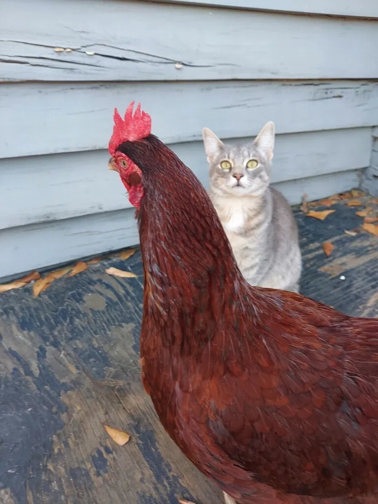 Lost cat in Mobile, AL, 36604