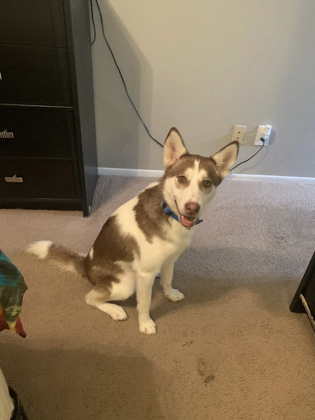 Lost dog in Chattanooga, TN, 37411