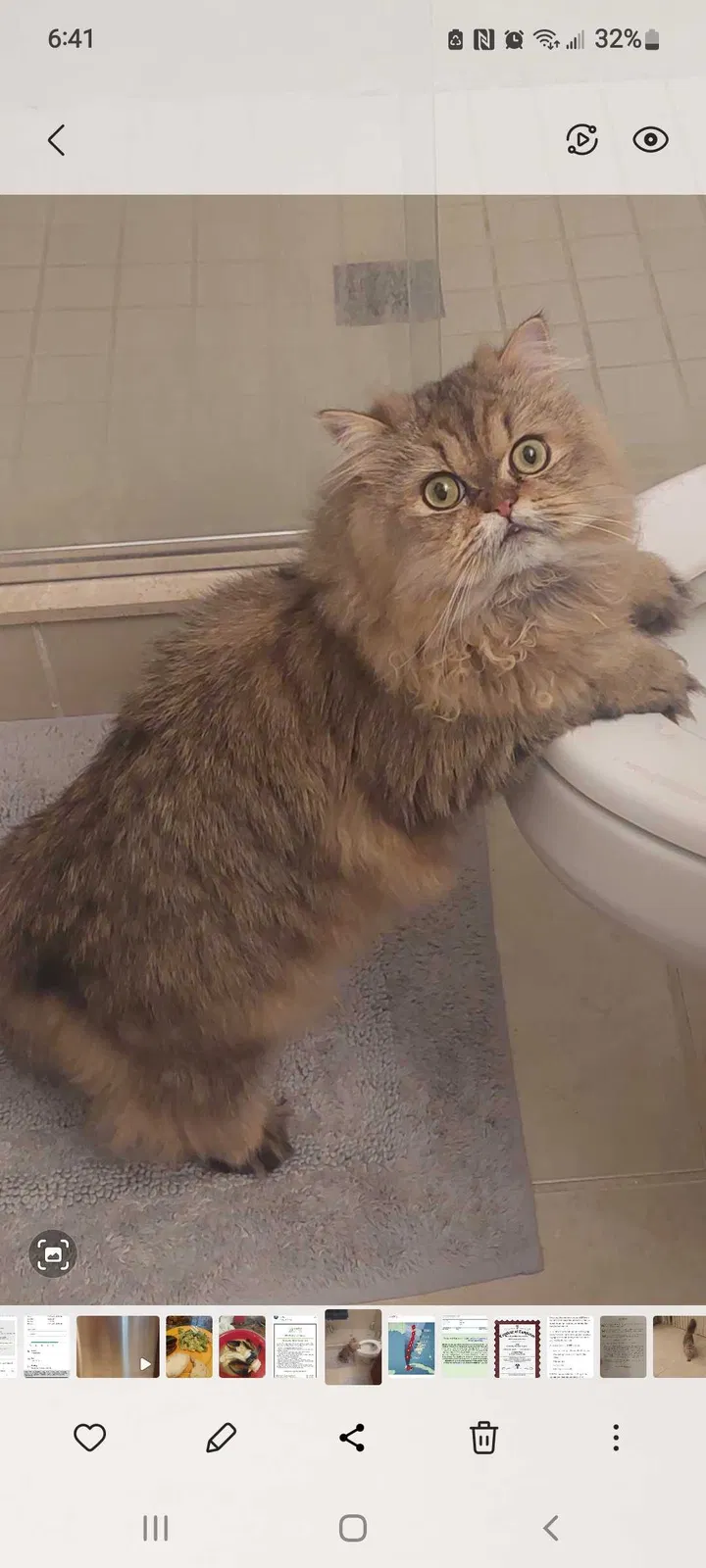 Lost cat in Melbourne, FL, 32904