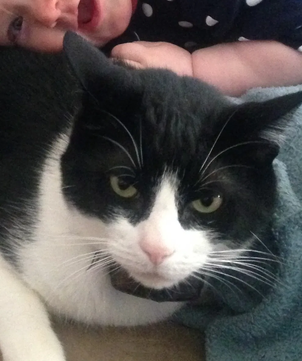 Lost cat in Cabot, AR, 72023