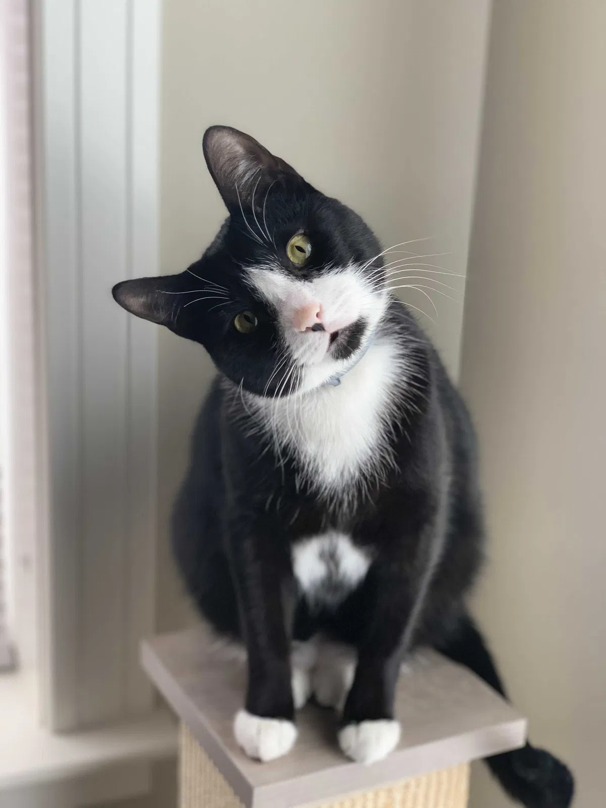 Lost cat in Franklinville, NJ, 8322