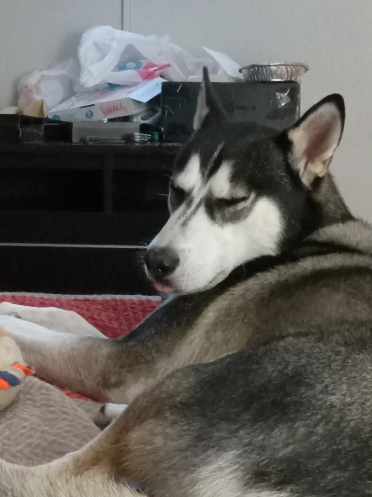 Lost dog in San Antonio, TX, 78227