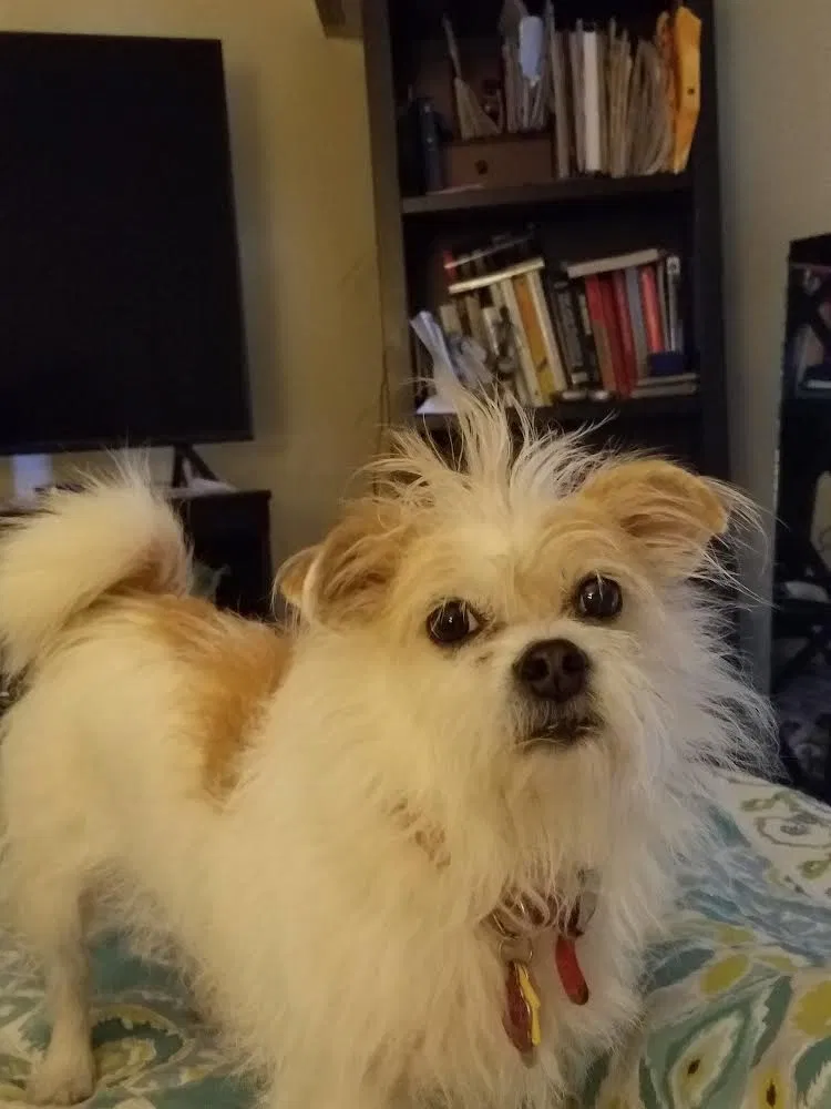 Lost dog in Durham, NC, 27713