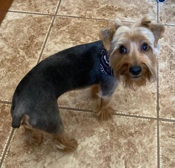 Lost dog in Queen Creek, AZ, 85142