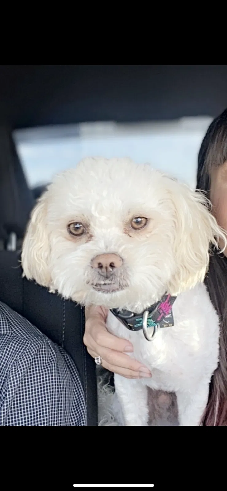 Lost dog in Denver, CO, 80229
