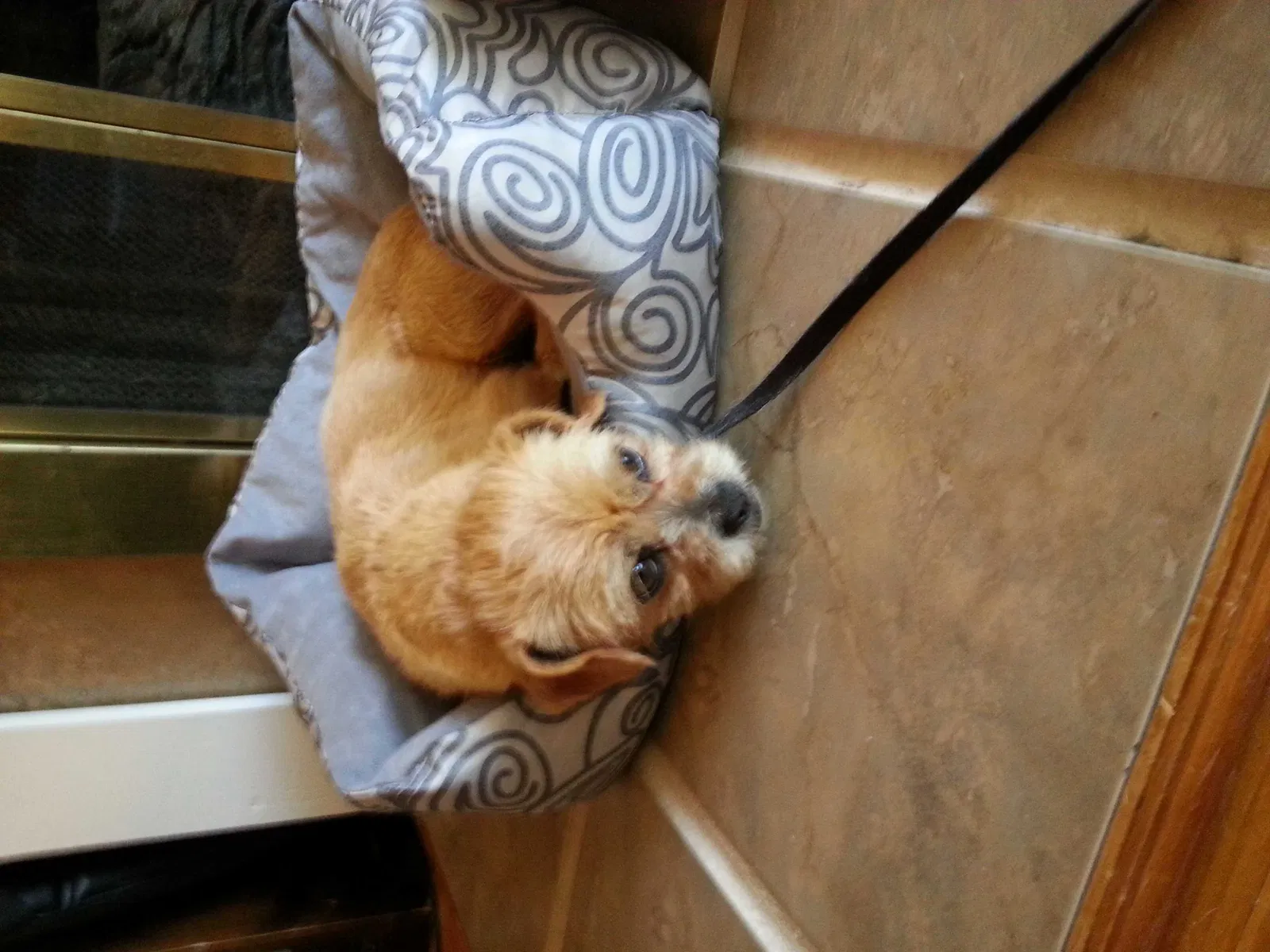 Lost dog in Burlington, NC, 27217